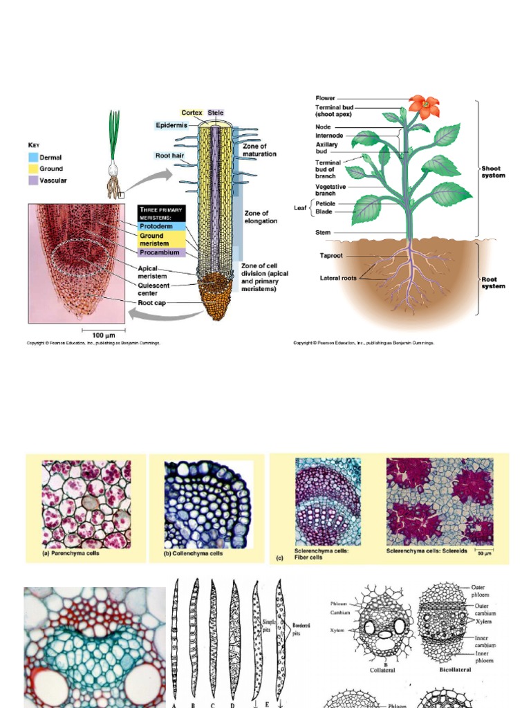 Reviewer Lab Exam II | PDF | Root | Leaf