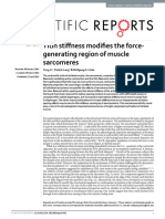 Titin Stiffness Modifies The Force-Generating Region of Muscle Sarcomeres