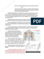 II. 2. Topografia Peretelui Abdominal