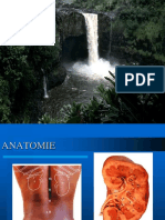 Curs 1-Sindromul Nefritic