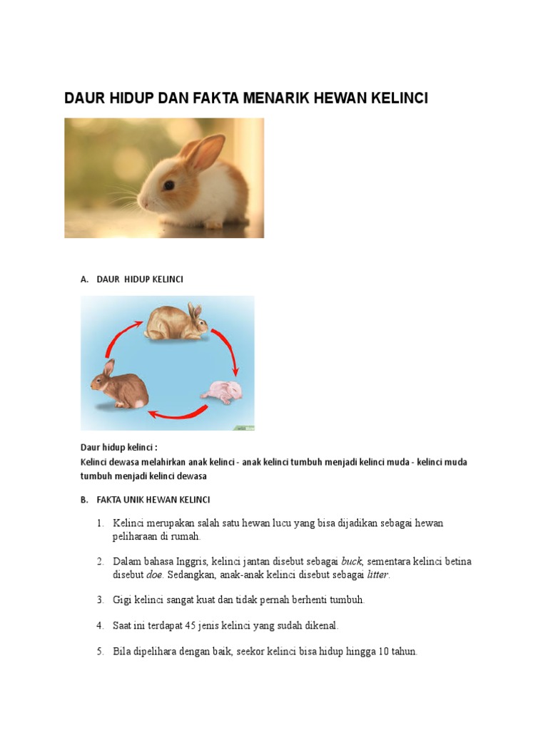 Daur Hidup Dan Fakta Menarik Hewan Kelinci PDF