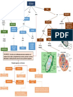 Mapa Conceptual Celula