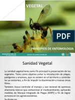 Entomologia Basica