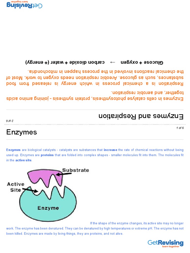 Biology GCSE Unit 2 Part 4 Enzymes and Digestion PDF Digestion Enzyme