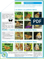 Ficha_identificacion-Insecta_Ninfalidos_I.pdf