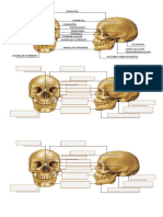Huesos Del Cráneo