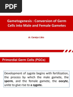 Gametogenesis: Conversion of Germ Cells Into Male and Female Gametes