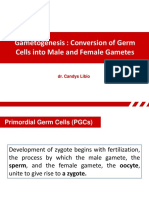 Gametogenesis: Conversion of Germ Cells Into Male and Female Gametes