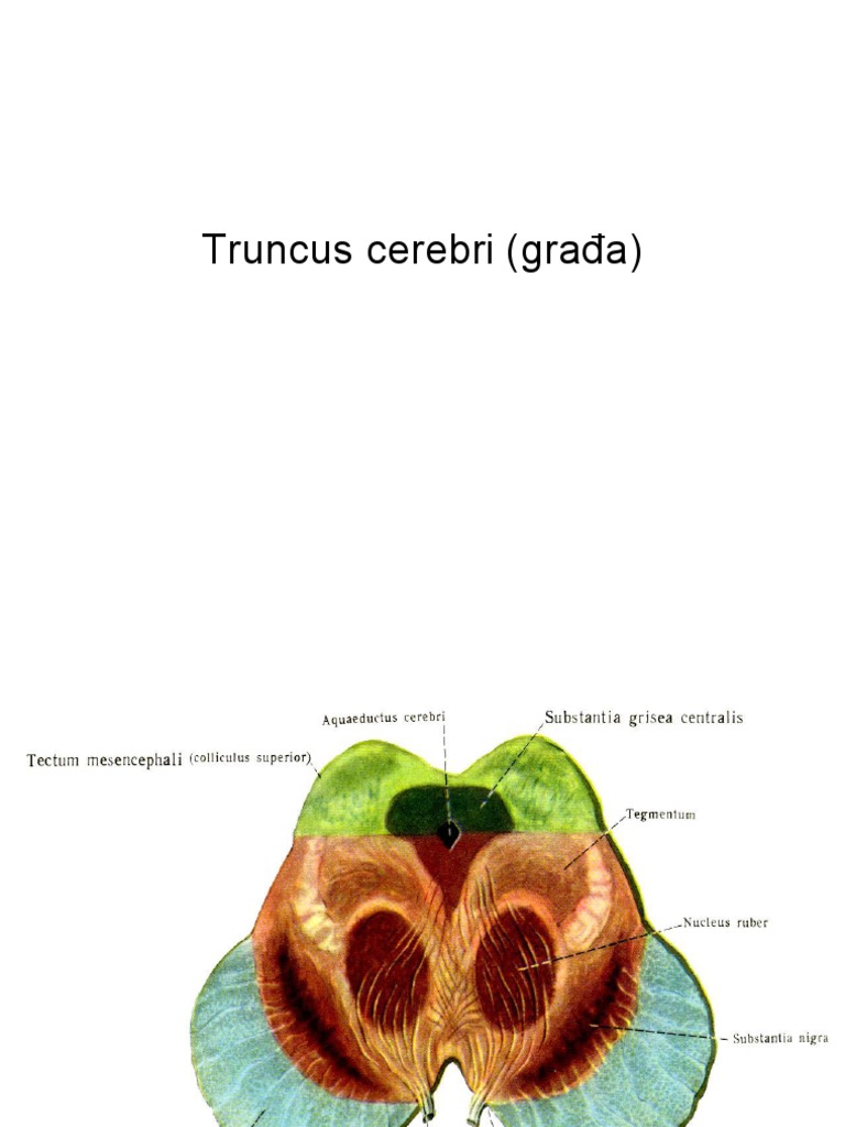 Truncus Gradja | PDF