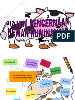 Pencernaan Hewan Ruminansia