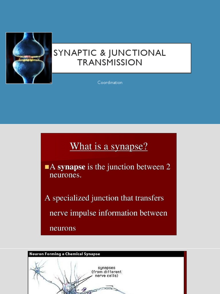 Synaptic & Junctional Transmission PDF
