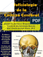 Cerebro