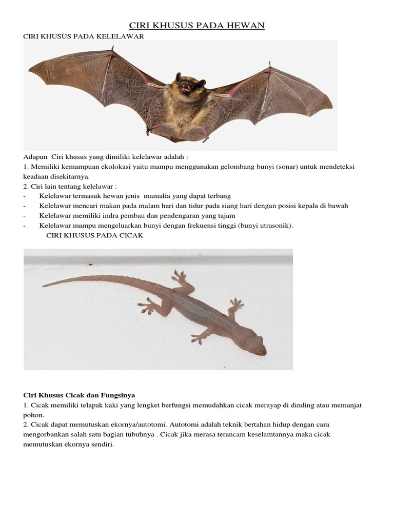 Ciri Khusus Pada Hewan