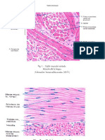 Tejido Muscular