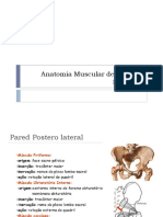 Anatomia Muscular de La Pelvis Femenina