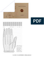 Dermoriflessologia Riequilibrio Emozioni Organi PDF