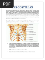 Tarea de Anatomia #5 Costillas