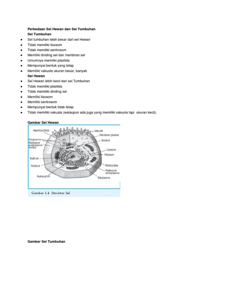  Struktur  Sel  Apa Perbedaan Sel  Hewan  Dan  Sel  Tumbuhan 