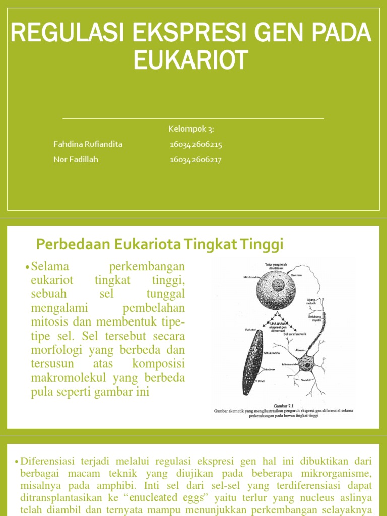 Regulasi Ekspresi Gen Dan Pengembangan Pada Eukariot | PDF