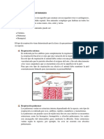 Respiración en Los Vertebrados