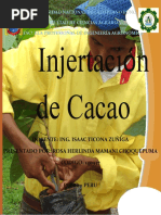 Injertacion de Cacao