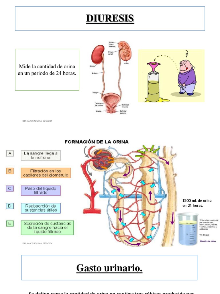 Diuresis PDF Diabetes mellitus Condiciones urológicas