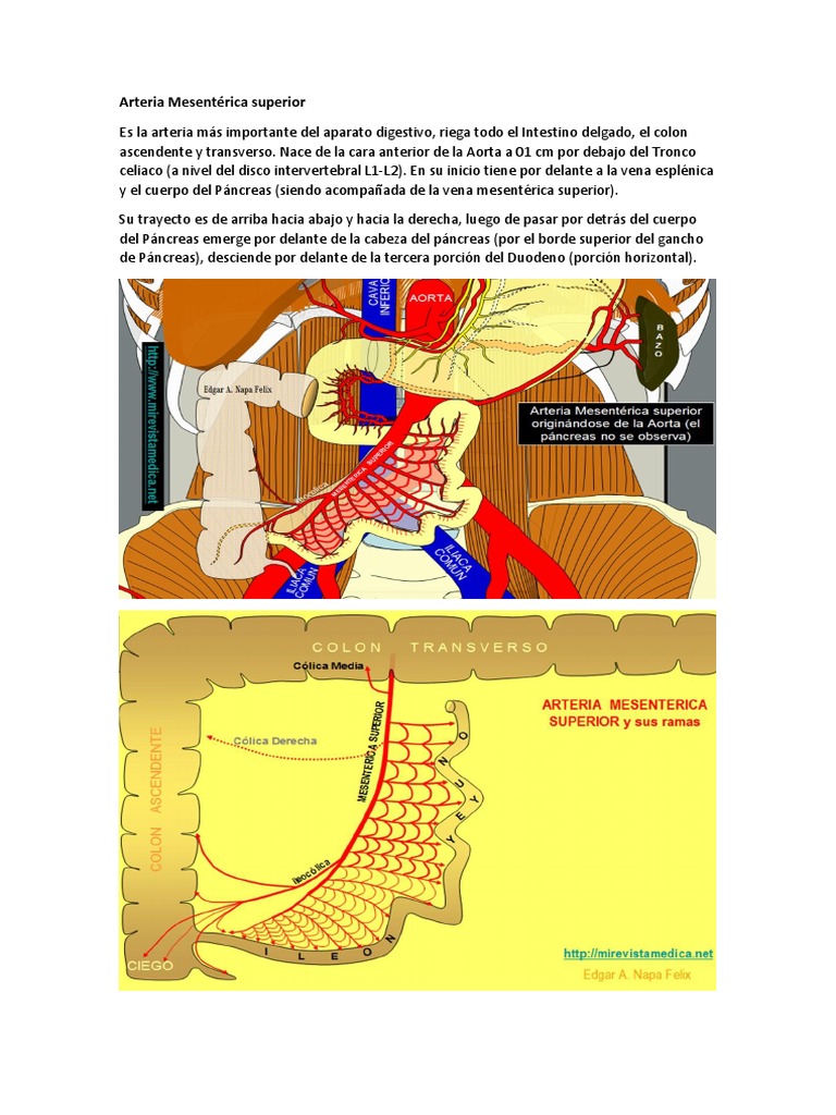 Ramas de la Arteria Mesentérica Superior | PDF | Intestino grueso | Abdomen