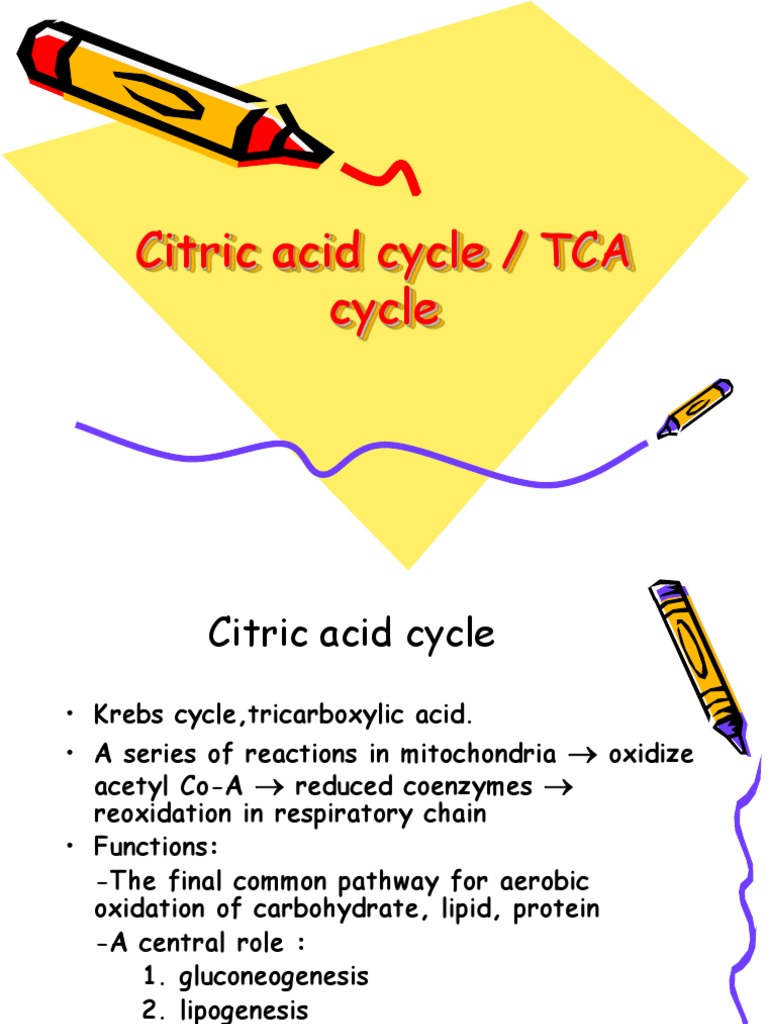 Citric Acid Cycle / TCA Cycle | PDF | Citric Acid Cycle | Diet & Nutrition