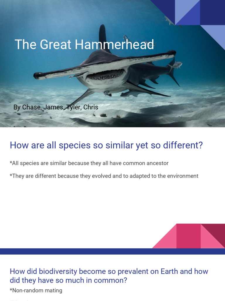 Hammerhead | PDF | Evolution | Reproduction