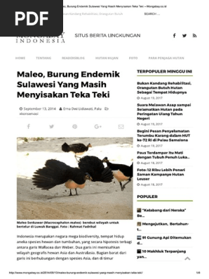Maleo Burung Endemik Sulawesi Yang Masih Menyisakan Teka Teki