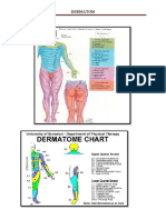 Tugas Orto Dermatom