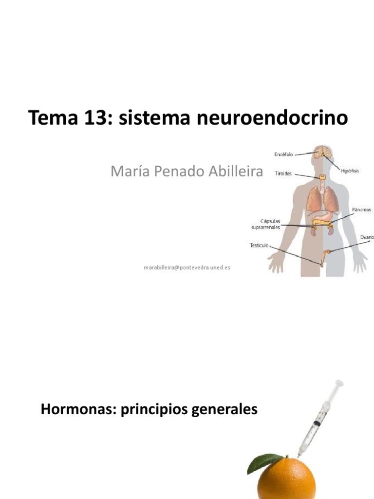 tema-13-sistema-neuroendocrino-mar-a-penado-abilleira