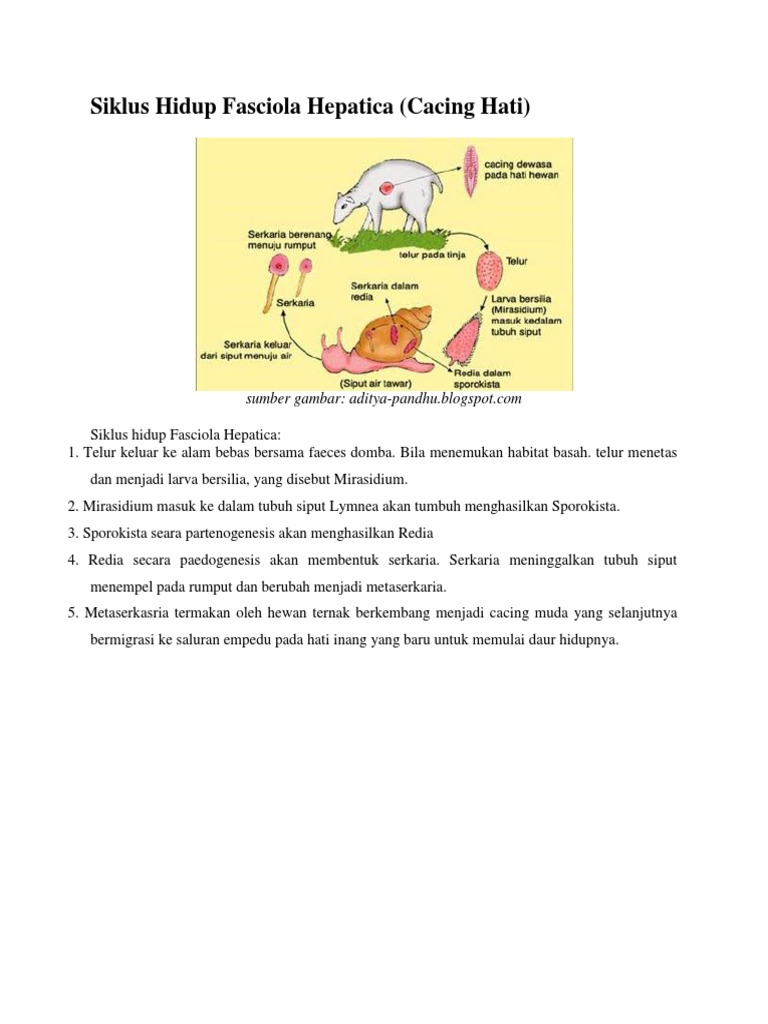 100 Gambar Telur Cacing Fasciola Hepatica Paling Keren - Gambar Pixabay