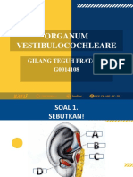 Organum Vestibulocochleare