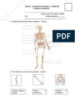 Sistema Locomotor