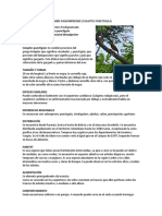 Carpintero Pechipunteado: Características y Distribución