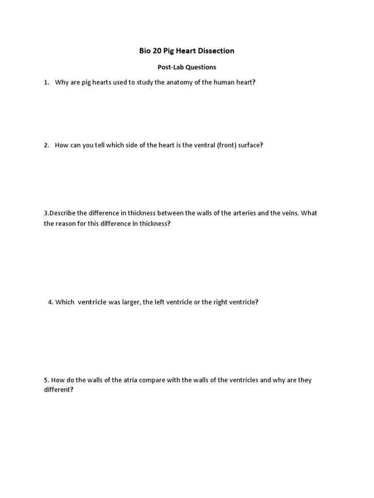 Bio 20 Pig Heart Dissection PostLab Questions PDF