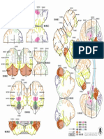 Atlas CHICO cerebro color Modelo B4.pdf
