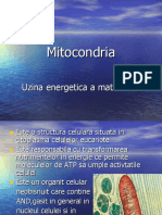 Mitocondria