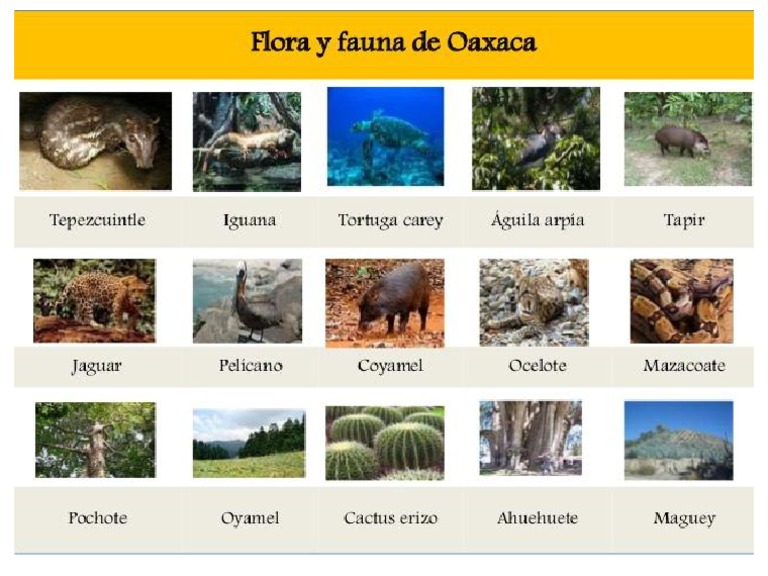 Flora y Fauna de Oaxaca | PDF