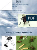 4moscas Mosquitos PDF
