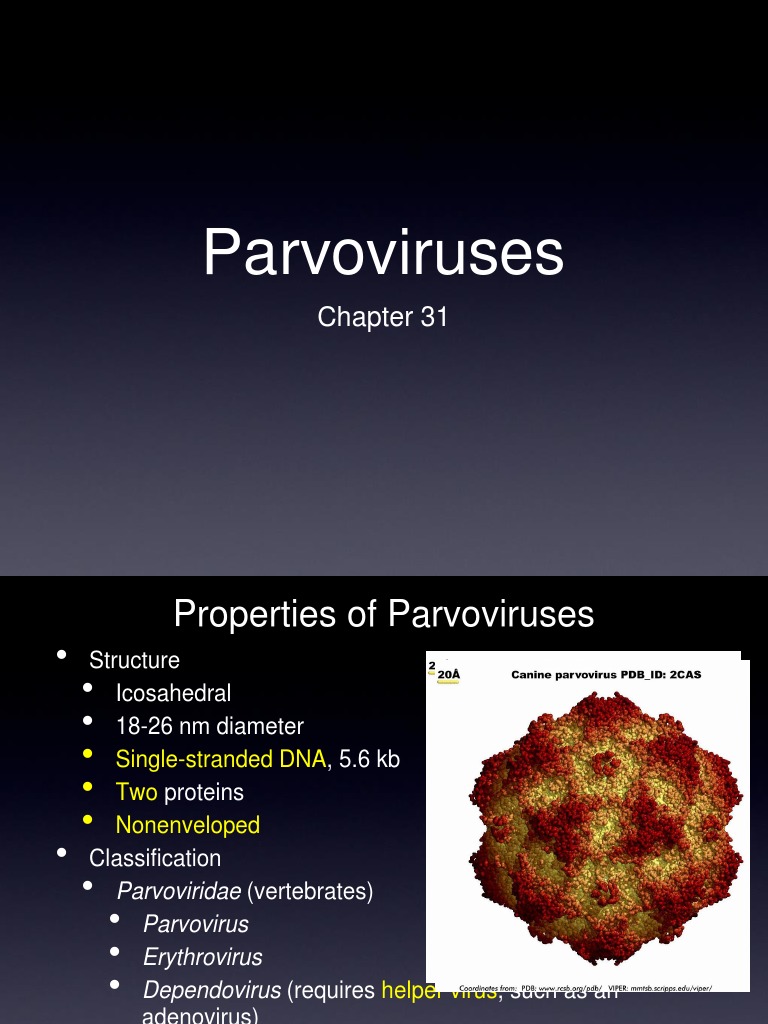 Parvovirus In Rabbits Everything You Need To Know - ob6yqyy