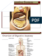 Digestive System