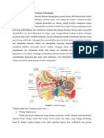 Anatomi Telinga Dan DIAGNOSIS OMSK