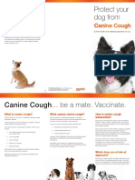 Canine Cough: Protect Your Dog From