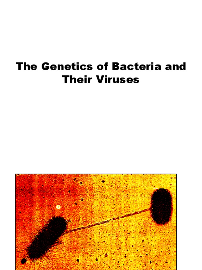 Bacterial And Viral Genetics Download Free Pdf Bacteriophage Tree