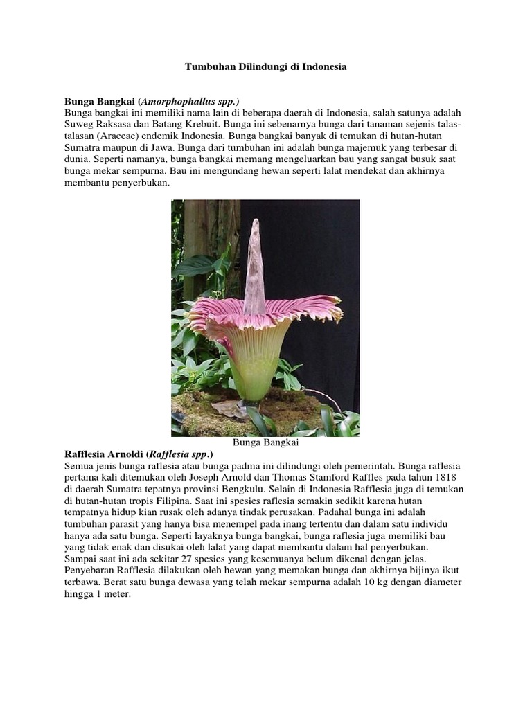 Tumbuhan Langka Dilindungi Di Indonesia