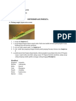 Determinasi Ordo Insecta PDF