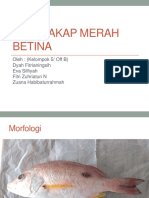 Ikan Kakap Merah Betina