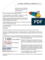 Clase 7 - Vía Óptica, Epitalamo y Subtalamo